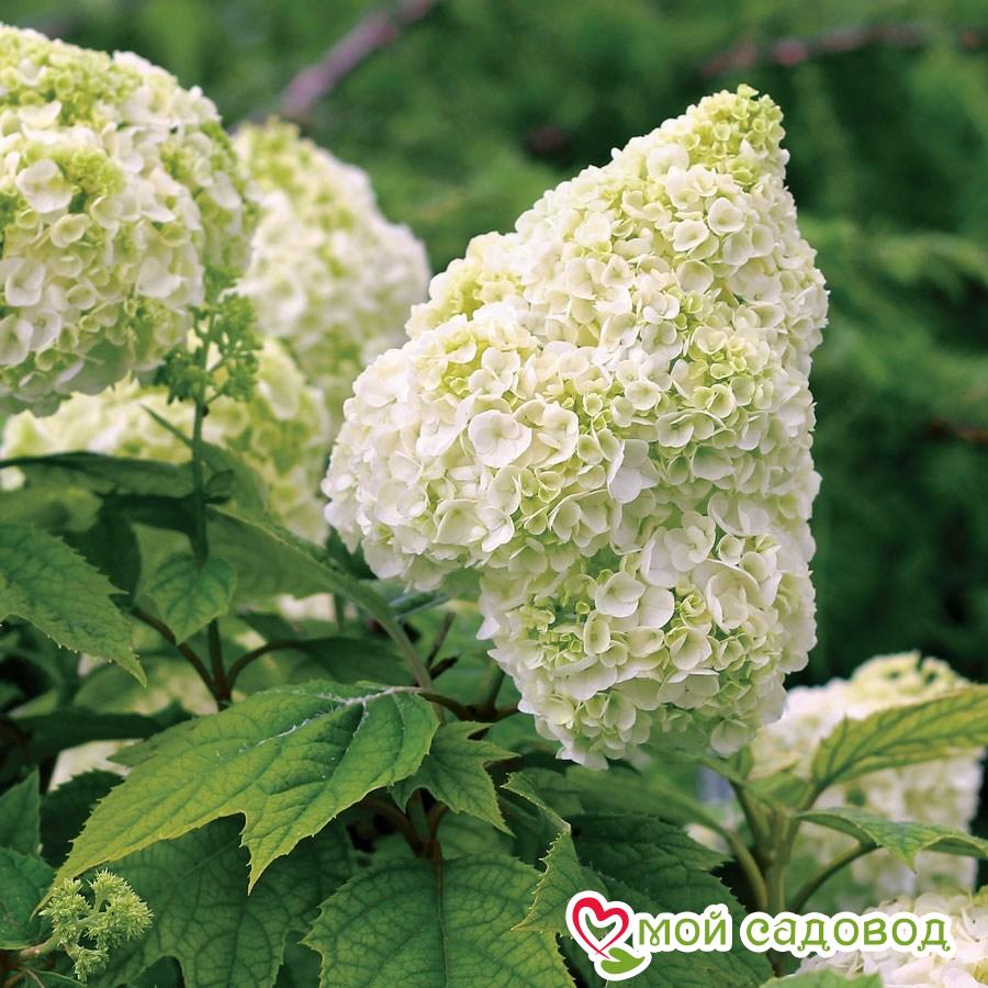 Гортензия дуболистная Гармония ЗКС