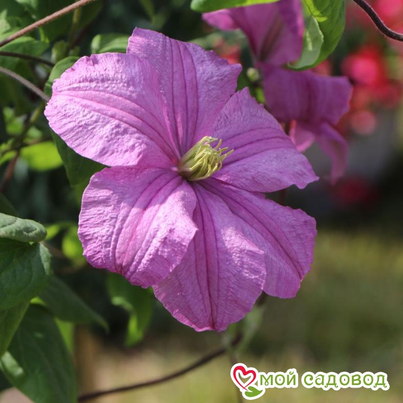 Клематис Комтесс де Бушо ЗКС