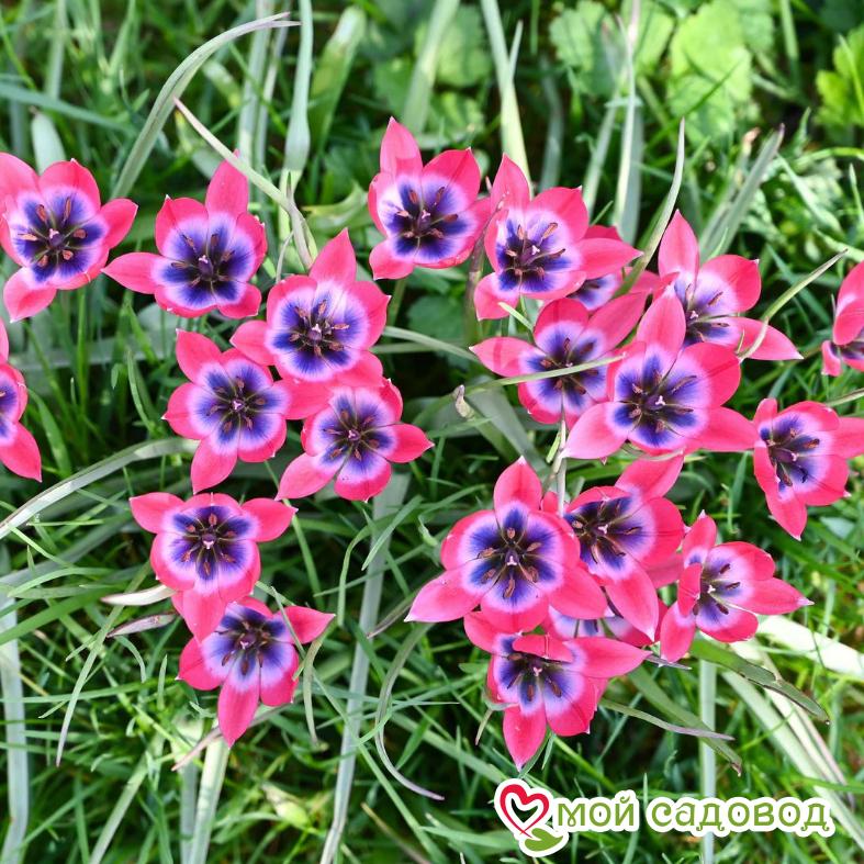 Тюльпан Литл Бьюти