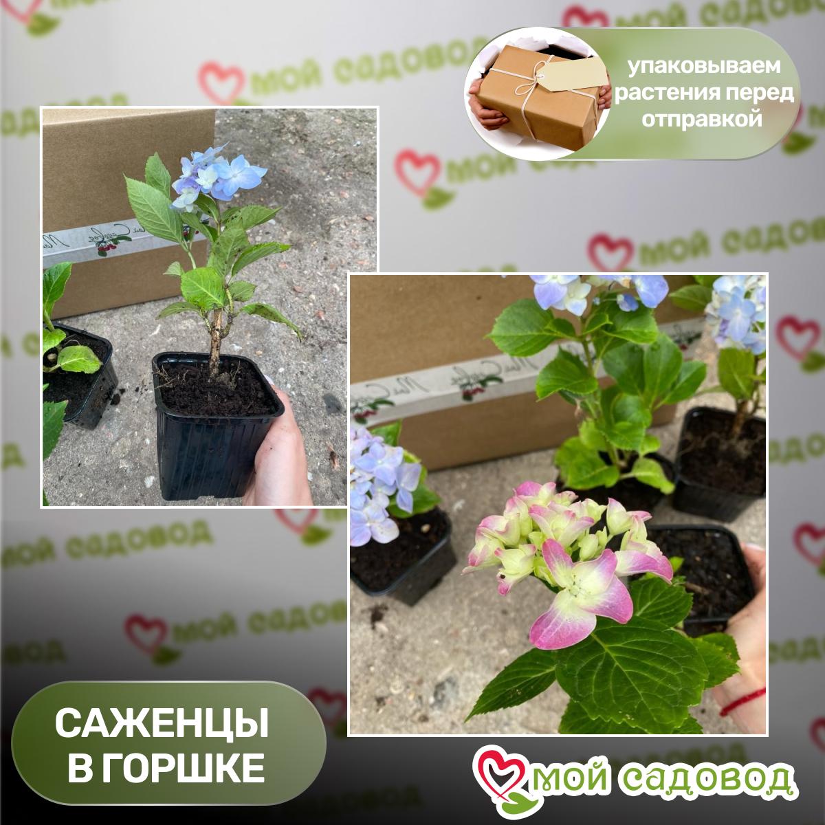 Гортензия метельчатая Би Хеппи ЗКС