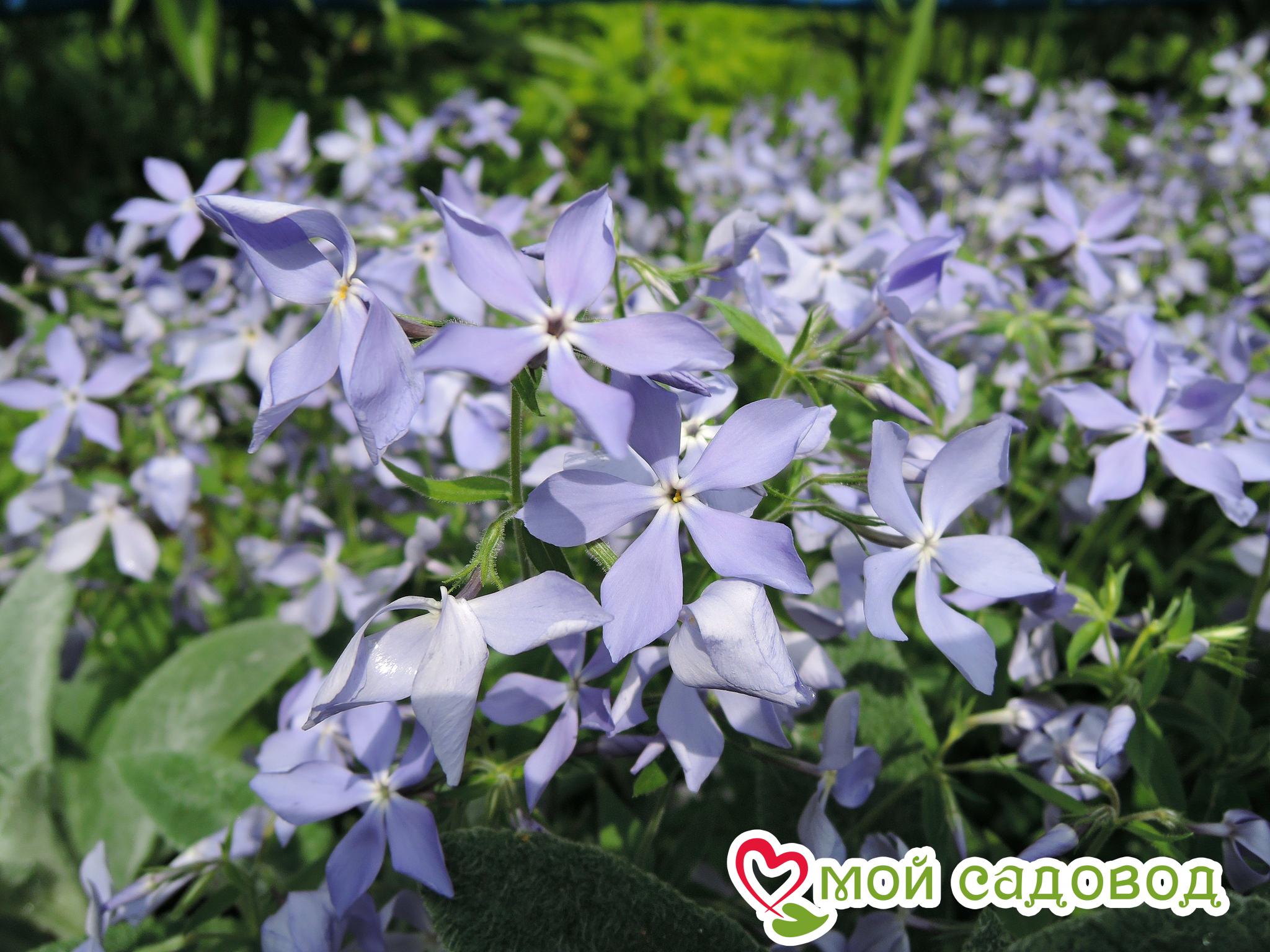 Флокс БЛЮ ПАРФЮМ