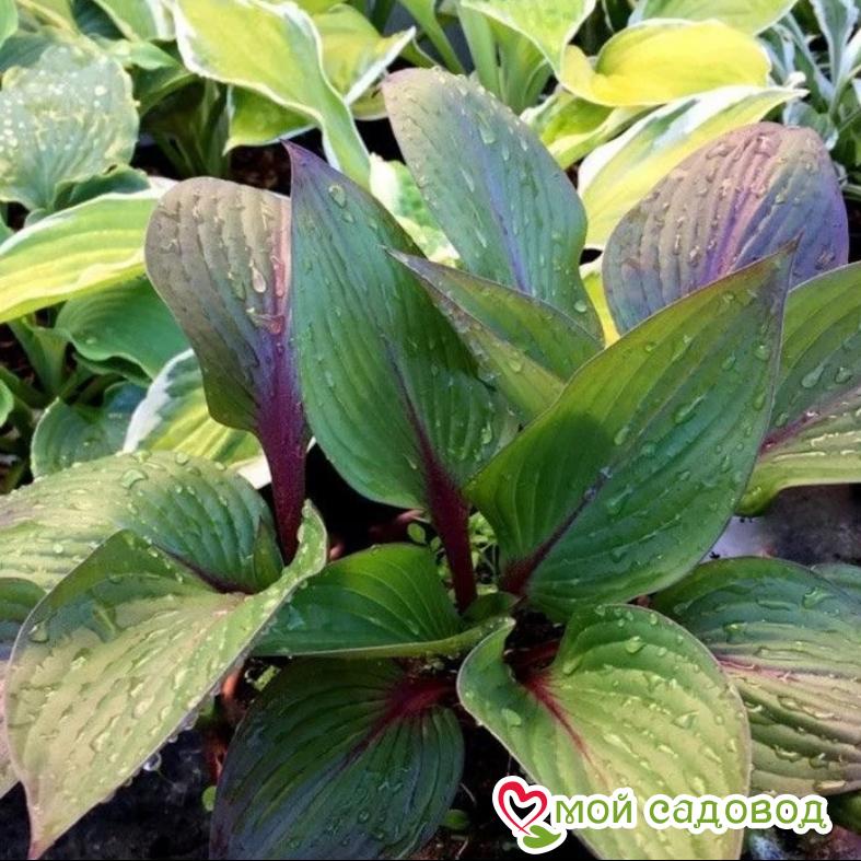 Хоста Фёрст Блаш