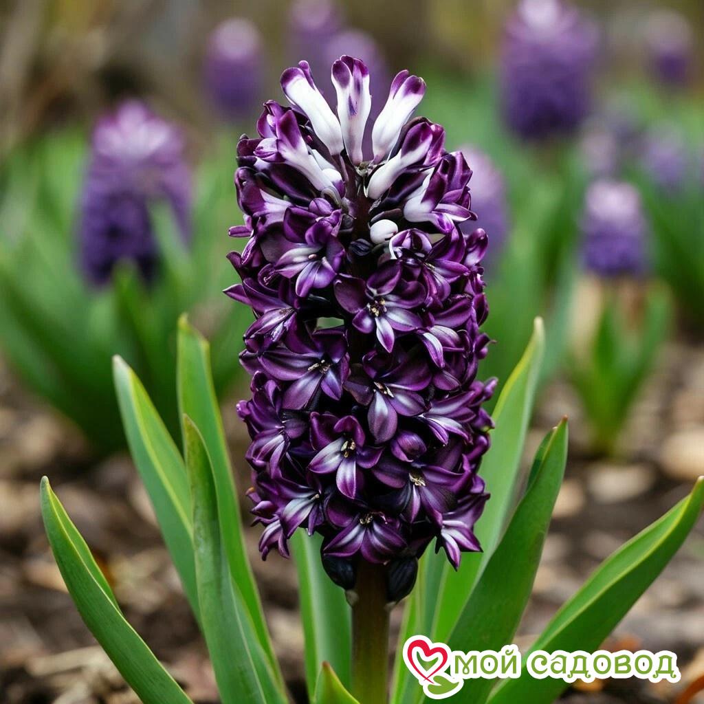 Гиацинт Арома Мэджик