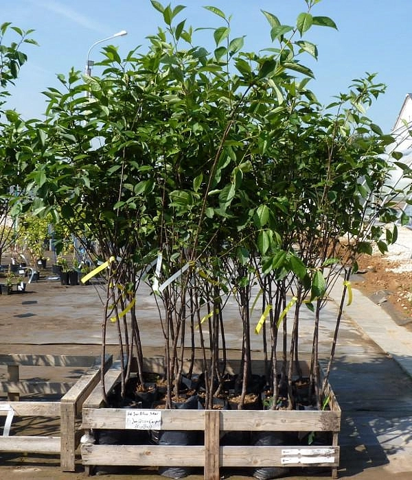 Вишня Лапинс